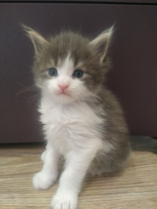 Photo №2 to announcement № 5564 for the sale of maine coon - buy in Russian Federation from nursery, breeder