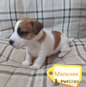 Photo №3. Jack Russell Terrier puppies. Russian Federation