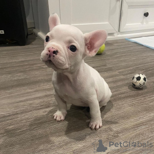 Additional photos: french bulldog