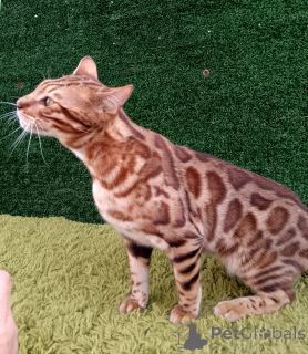 Photo №3. Bengal cat Aykamam Solomon. Russian Federation