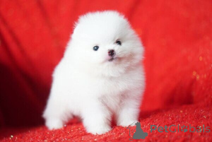 Photo №1. pomeranian - for sale in the city of Differdange | negotiated | Announcement № 171865