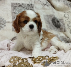 Photo №1. cavalier king charles spaniel - for sale in the city of Minsk | negotiated | Announcement № 69705