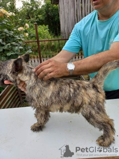 Additional photos: Cairn Terrier, male puppies