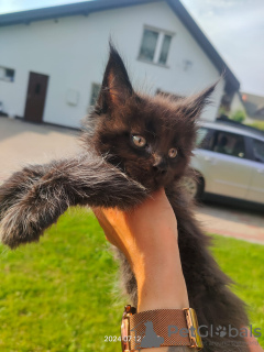 Photo №1. maine coon - for sale in the city of Zamość | 2113$ | Announcement № 110383