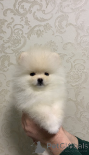Photo №1. pomeranian - for sale in the city of White church | 302$ | Announcement № 8920