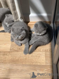 Photo №2 to announcement № 119434 for the sale of british shorthair - buy in Germany from nursery, from the shelter, breeder