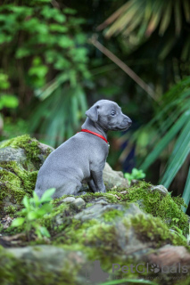 Photo №3. Puppies of a small Italian greyhound (greyhound). Russian Federation