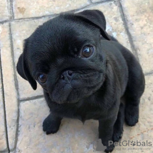 Photo №3. Pug puppies for sale. Russian Federation