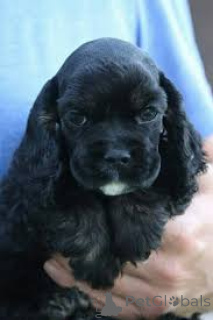 Photo №3. american Cocker Spaniel puppies for sale. United Kingdom