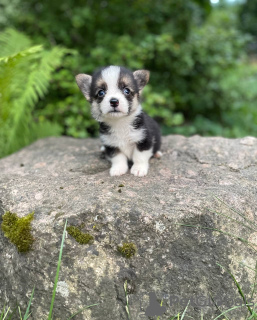 Additional photos: Welsh Corgi Pembroke