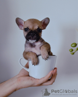 Photo №4. I will sell french bulldog in the city of Belgrade. private announcement - price - negotiated