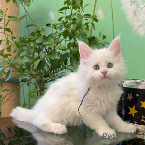 Photo №1. maine coon - for sale in the city of Leipzig | negotiated | Announcement № 136988