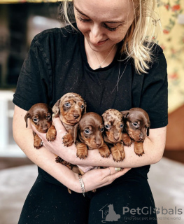 Photo №3. We got these cute Dachshund Puppies for you in United States