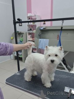 Photo №2 to announcement № 146677 for the sale of west highland white terrier - buy in United States breeder