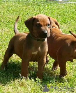 Photo №1. rhodesian ridgeback - for sale in the city of Штутгарт | 355$ | Announcement № 13097