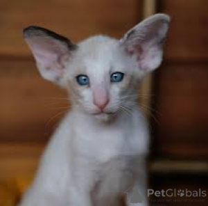 Photo №2 to announcement № 170890 for the sale of oriental shorthair - buy in Finland private announcement, breeder