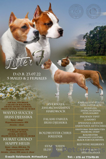 Photo №2 to announcement № 30035 for the sale of american staffordshire terrier - buy in Belarus breeder
