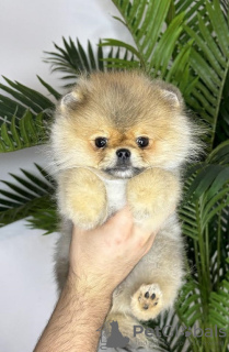 Photo №1. pomeranian - for sale in the city of Belegiš | negotiated | Announcement № 122000