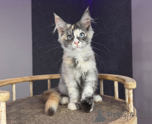 Photo №1. maine coon - for sale in the city of Katowice | negotiated | Announcement № 177882