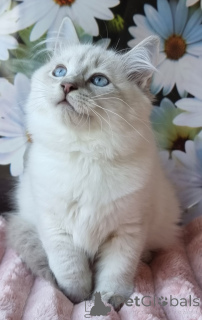 Photo №4. I will sell neva masquerade in the city of Kyivets'. private announcement, from nursery, breeder - price - 700$
