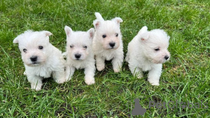 Photo №1. west highland white terrier - for sale in the city of Альгермиссен | 1585$ | Announcement № 37741