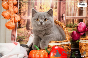 Photo №3. British shorthair female kitten. Ukraine