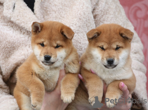 Photo №1. shiba inu - for sale in the city of Brandenburg | negotiated | Announcement № 97861