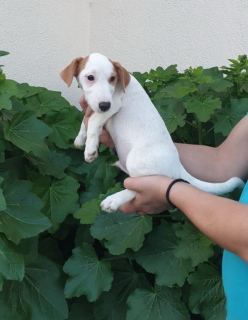 Photo №3. Puppies for sale Jack Russell Terrier! Wonderful pet!. Russian Federation