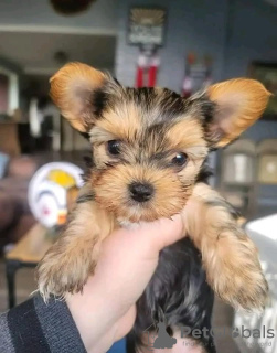 Photo №4. I will sell yorkshire terrier in the city of Virginia Beach. breeder - price - 500$