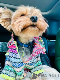 Photo №2 to announcement № 126838 for the sale of  - buy in France breeder