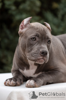 Photo №4. I will sell american bully in the city of St. Petersburg. breeder - price - negotiated