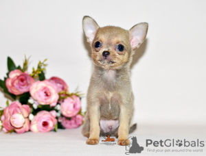 Photo №2 to announcement № 32610 for the sale of chihuahua - buy in Russian Federation from nursery, breeder