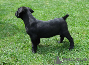 Additional photos: South African Boerboel Mastiff puppies