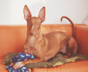 Photo №2 to announcement № 5832 for the sale of pharaoh hound - buy in Russian Federation private announcement