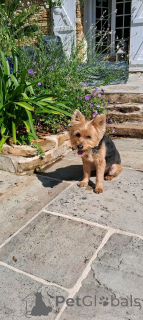 Photo №2 to announcement № 175686 for the sale of yorkshire terrier - buy in Belgium 