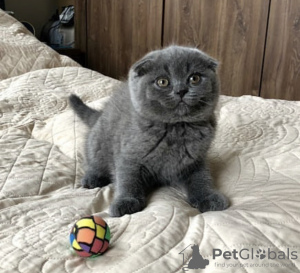 Photo №1. british shorthair - for sale in the city of Berlin | negotiated | Announcement № 93596