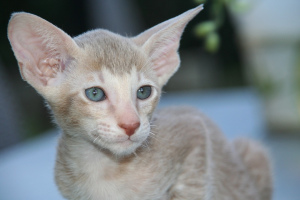 Photo №4. I will sell oriental shorthair in the city of Lviv. private announcement - price - 200$