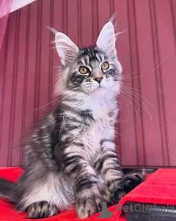 Photo №3. Every home needs a little king meet Leo, the lion-hearted cuddlebug!. Luxembourg