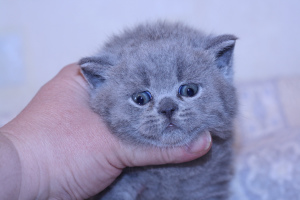 Photo №2 to announcement № 5238 for the sale of british shorthair - buy in Russian Federation from nursery, breeder