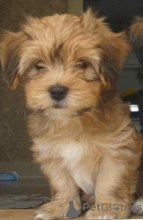 Photo №3. Havanese Puppies.. Sweden