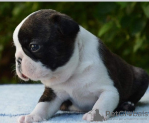 Additional photos: Beautiful Boston Terrier puppies