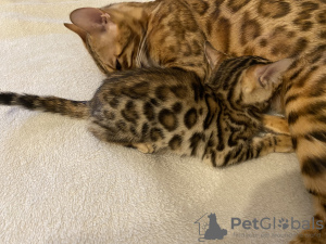 Photo №4. I will sell bengal cat in the city of Ufa. private announcement - price - 246$