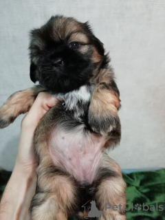 Additional photos: Purebred Shih Tzu puppies.