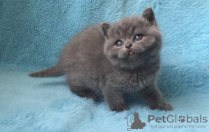 Photo №1. british shorthair - for sale in the city of Берлингероде | Is free | Announcement № 97968