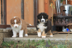 Photo №1. australian shepherd - for sale in the city of Lubná | 550$ | Announcement № 124837