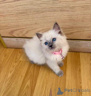 Photo №1. ragdoll - for sale in the city of Jessen | 361$ | Announcement № 173923