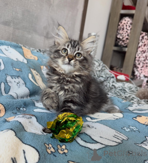 Photo №1. siberian cat - for sale in the city of Gliwice | negotiated | Announcement № 169333
