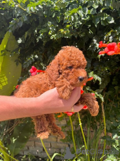 Additional photos: Red poodle