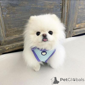 Photo №1. pomeranian - for sale in the city of Arrondisman de Brussels Capital | negotiated | Announcement № 169714
