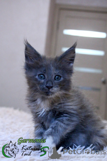 Photo №1. maine coon - for sale in the city of St. Petersburg | 473$ | Announcement № 18220